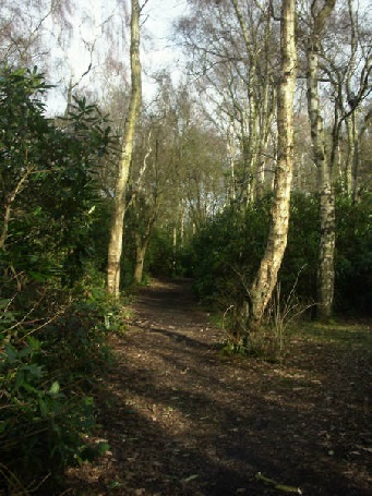Track through woodland